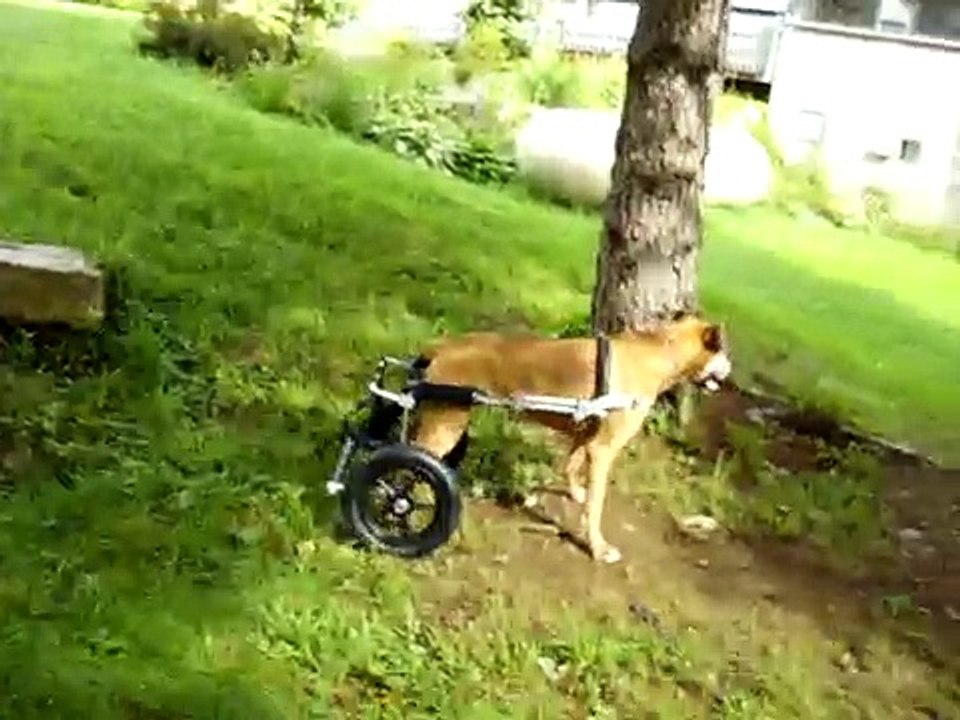 Liesl the boxer with DM in her Eddie's Wheels cart!