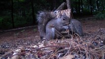 Red Squirrel & Grey Squirrel eating together