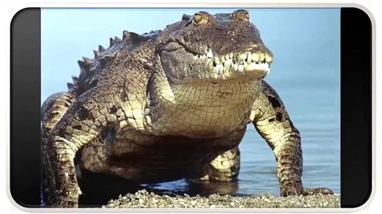 Wild Animals Pictures