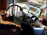 cat fight through a window pt 2