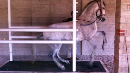 Potranca Española "La Talia" Bailando En Cajon - Club Ecuestre SM -