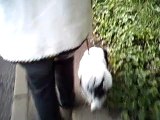 Japanese Chin Virtual Dog Walk - Staring Freddie