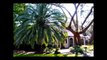 Buy A Pindo Palm Tree, Butia capitata - Date Palms (Jelly Palm Trees)