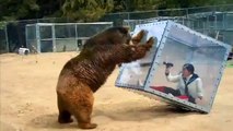 Grizzly Bear Pushes Glass Box With Screaming Woman Inside For Bizarre Japanese Game Show