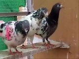 Taimur Khan introduces Ustad malik hafeez ke breeder pigeons (RAWALPINDI)