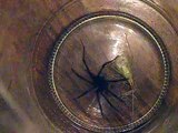Grass Spider (funnel web weaver) vs. Green Lacewing