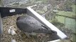 Hawk and Owl Trust Norwich cathedral peregrines - 3rd chick fed