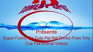 Best of Comedy : Super Funny English Bulldog Fail Animal Videos