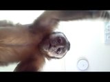 Watch this monkey beat the crap out of this camera!