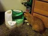 Cat vs Humidifier