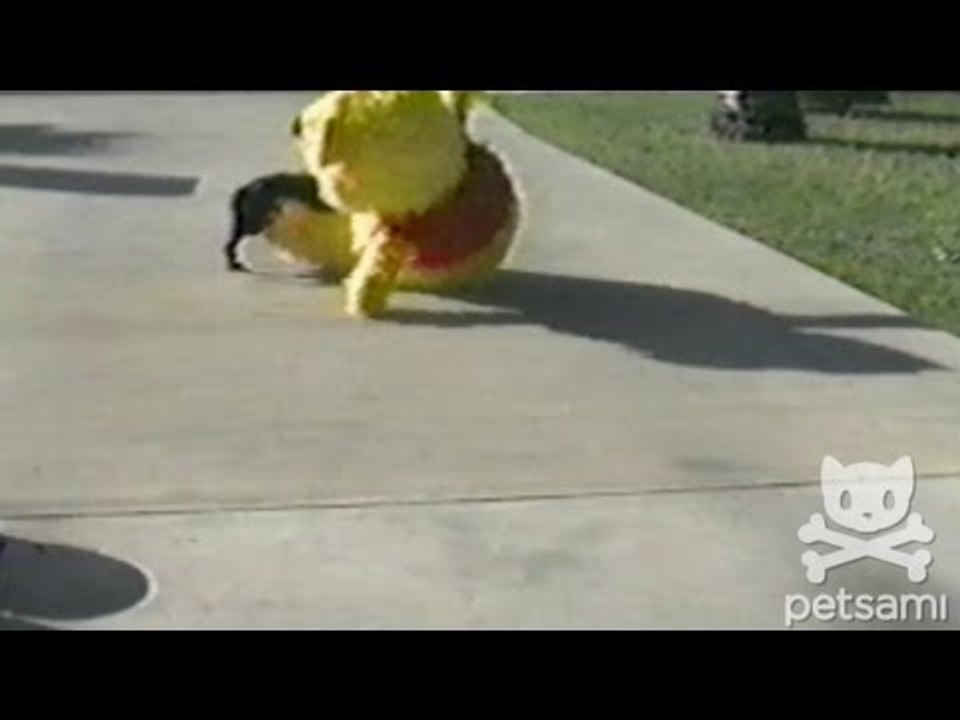 Doggie drags Winnie The Pooh into the street