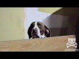 Dog plays the cutest game of hide-and-seek