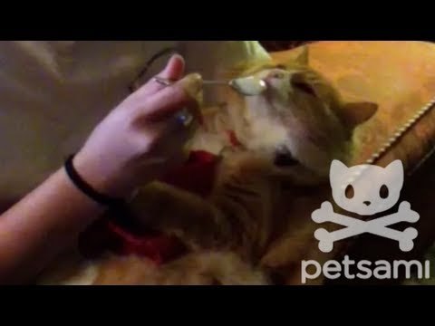 Cat goes bananas over frozen yogurt