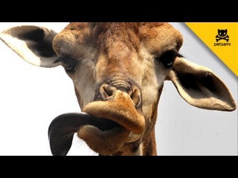 Giraffe with giant tongue licks cameraman
