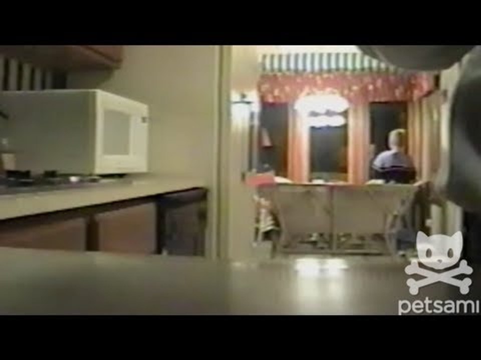 Woman gets pranked by a parrot