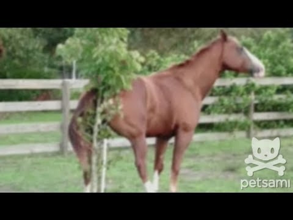 Horse itches his butt on a tiny tree