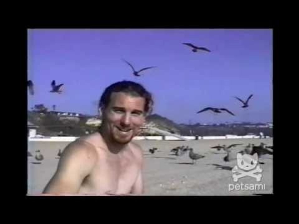 Flock Of Seagulls Drop Bombs On Beachgoer