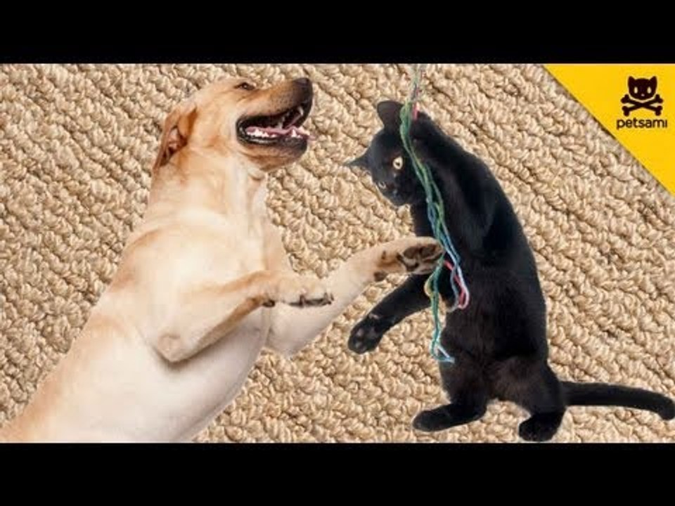 This dog is not only smarter than you but is also friendlier