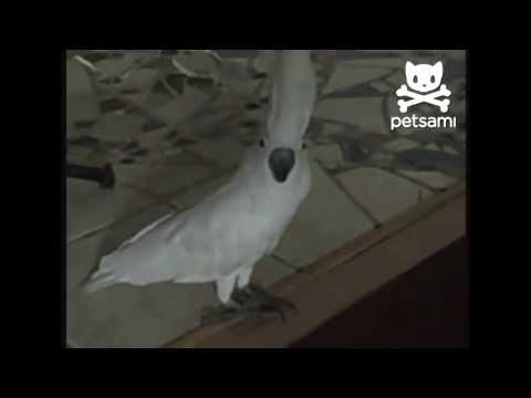 Bird barks like a dog