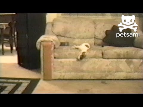 Puppy falls asleep on the couch. Then falls off of it!