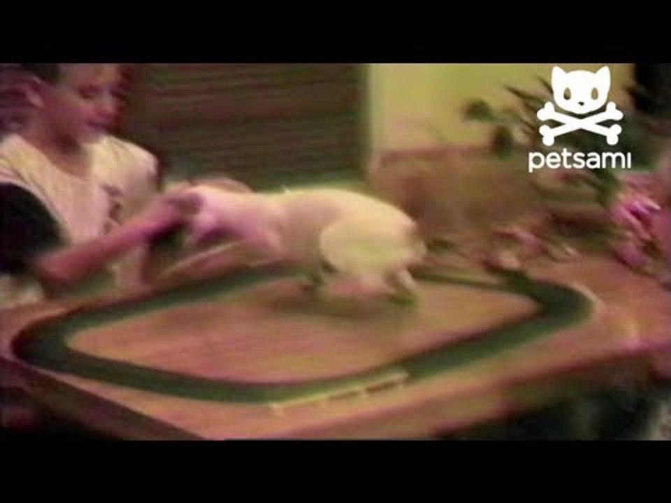 Cat is so dizzy he falls off the table