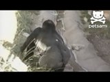 Gorilla quenches his thirst with a baby's bottle