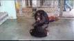 Save the Chimps - Chimpanzees, Jordan & Melody meet for the first time