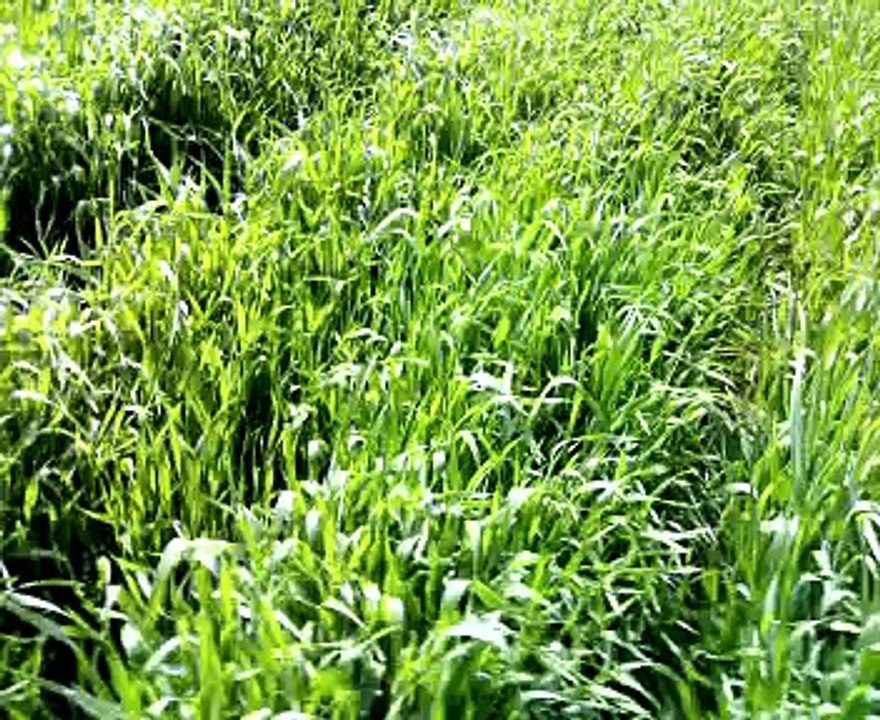 احلى صوت بنت ريفيه تغني بالزرع