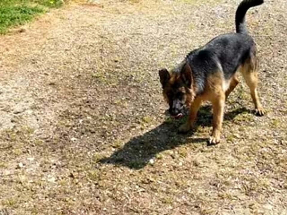 Mon chien est bizarre 3