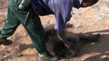 BowHunting Namibia Big Baboons and Warthog