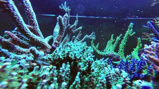 spawning corals