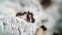 2 Lasius emarginatus workers cleaning a other worker.
