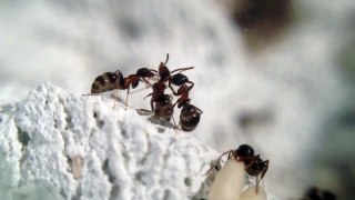 2 Lasius emarginatus workers cleaning a other worker.