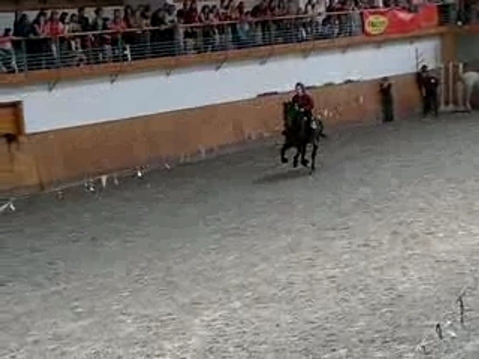 horses džigitovka