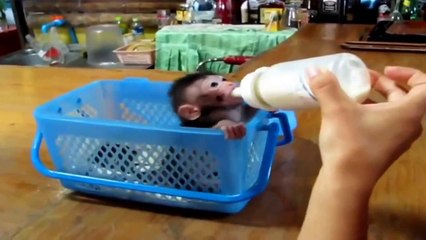 Best Funny Animal Videos For Children To Watch | The Cute Baby Monkey