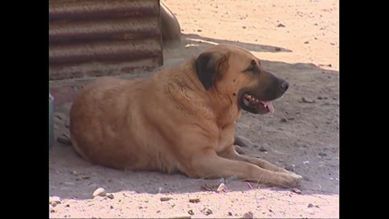 Krass: 2-Jähriger überlebt indem er Hunde-Milch...