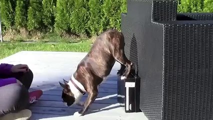 Boston Terrier Handstand