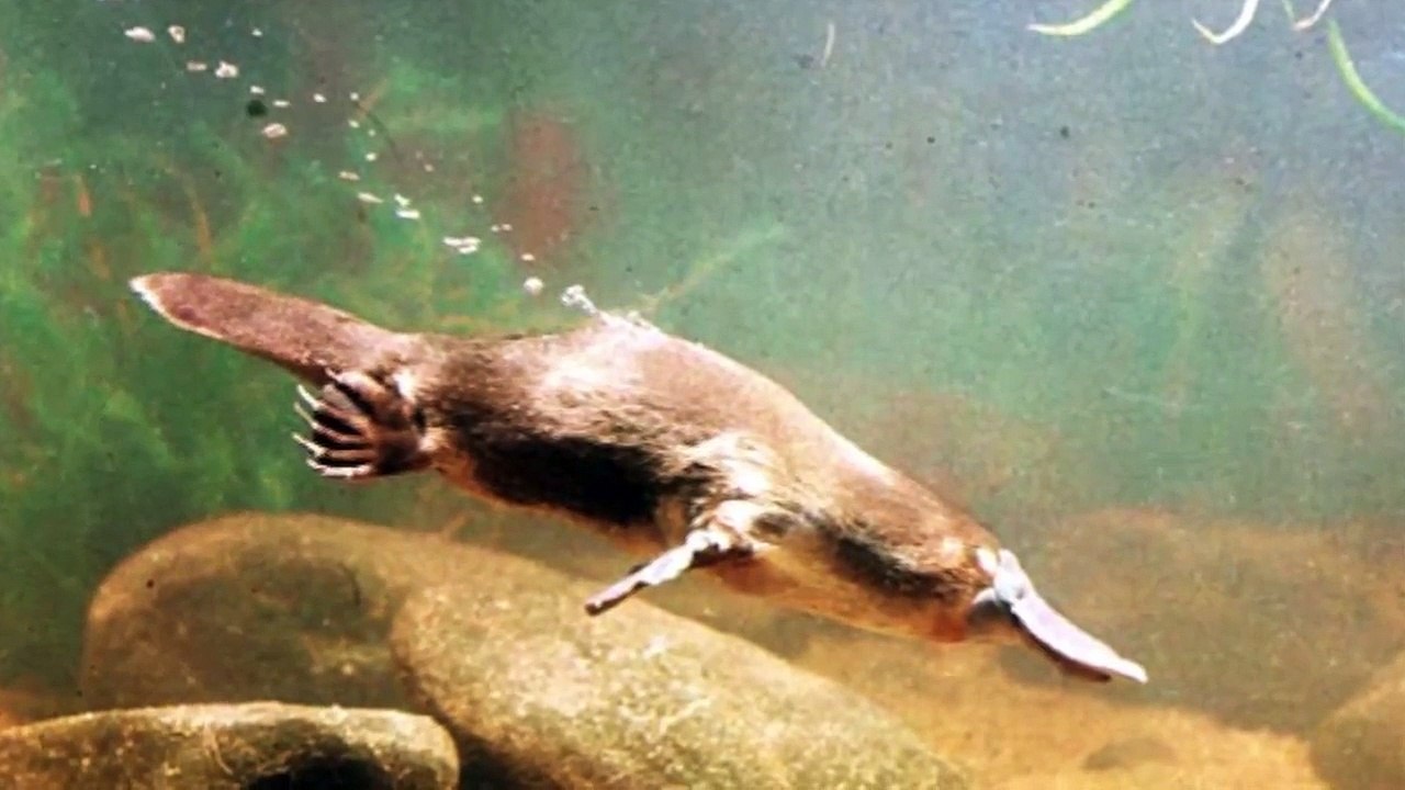 El Ornitorrinco, la Criatura Asombrosa de Australia