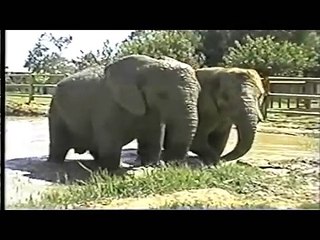 PAWS ELEPHANTS MARA & 71 IN GALT, CA