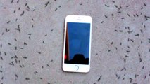 Ants Circling My Phone - Mysterious video of ants circling my iPhone