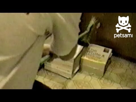 Girl shoos away bird in her house