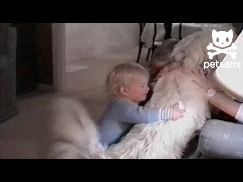 Dog takes out three toddlers in one clean swoop