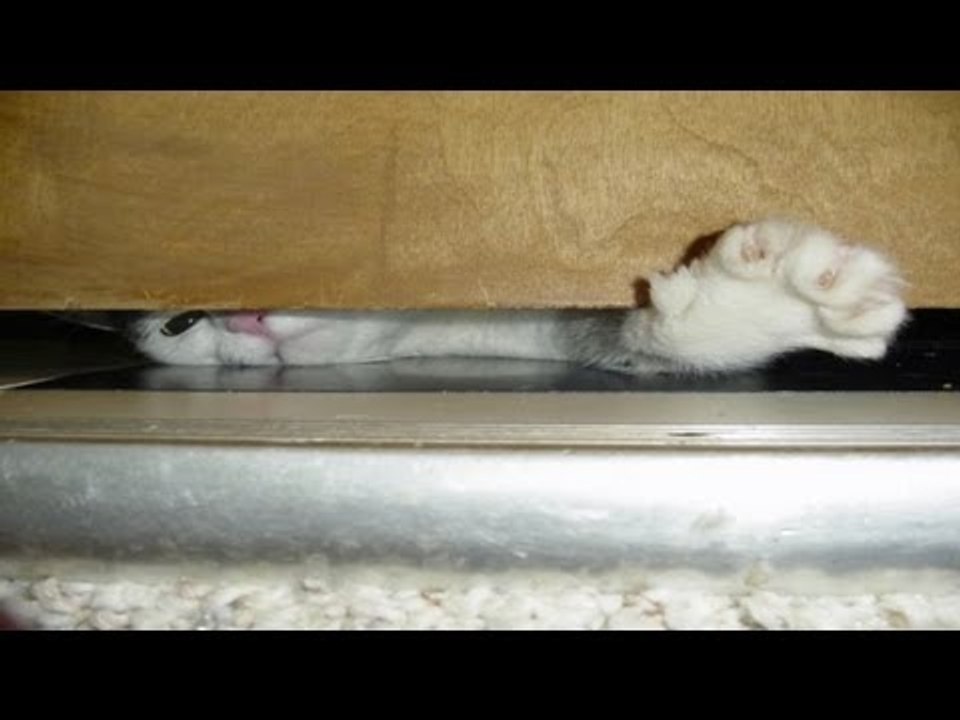 Cat squeezes his paw under a door to fling door stop