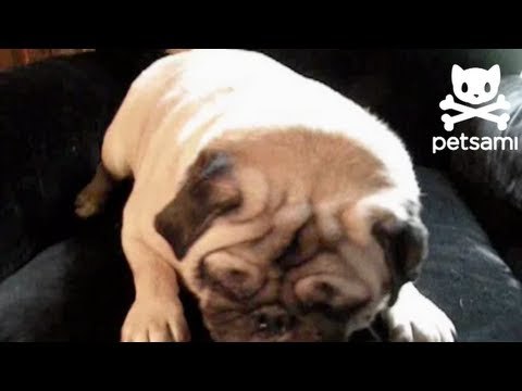 Cutest Pug Chews On Gum