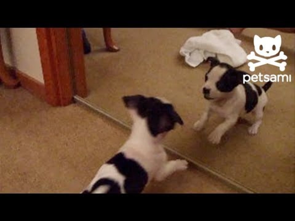 Puppy plays with mirror image of himself