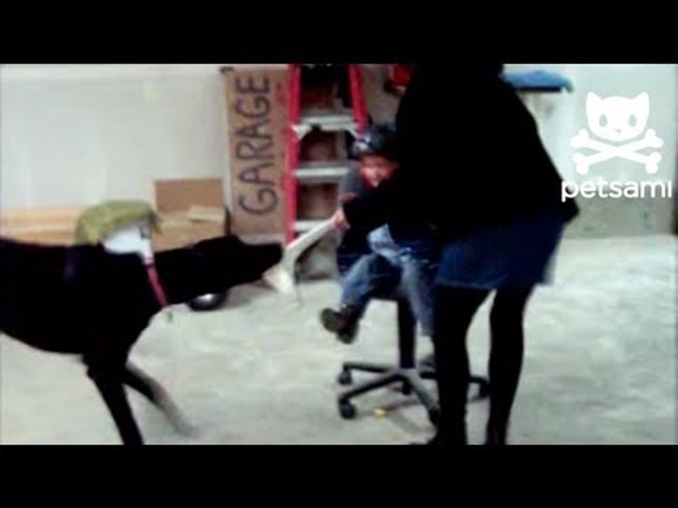 Dog Drags Kid Around In Rolling Chair By A Sock