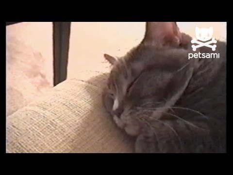 Cute snoring cat catches some zzz's