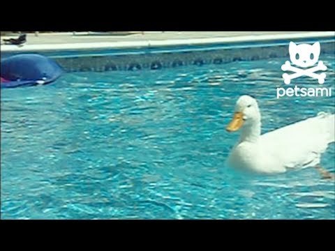 Duck hitches a ride on the dog boat