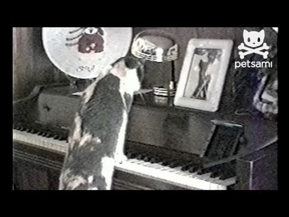 Cat plays the piano while owner is at work