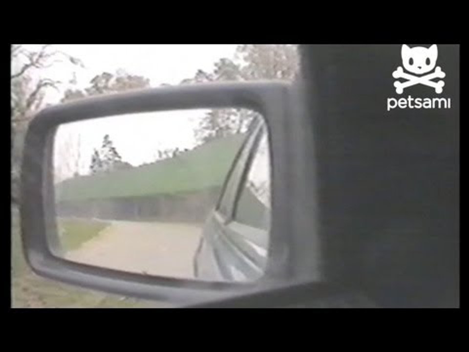 Group of monkeys haggle tourists in their car